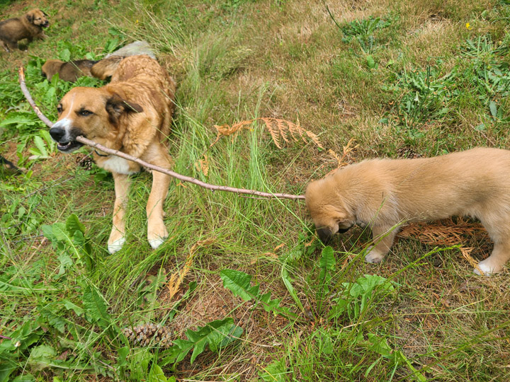 chinook dog